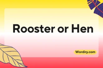 Rooster or Hen