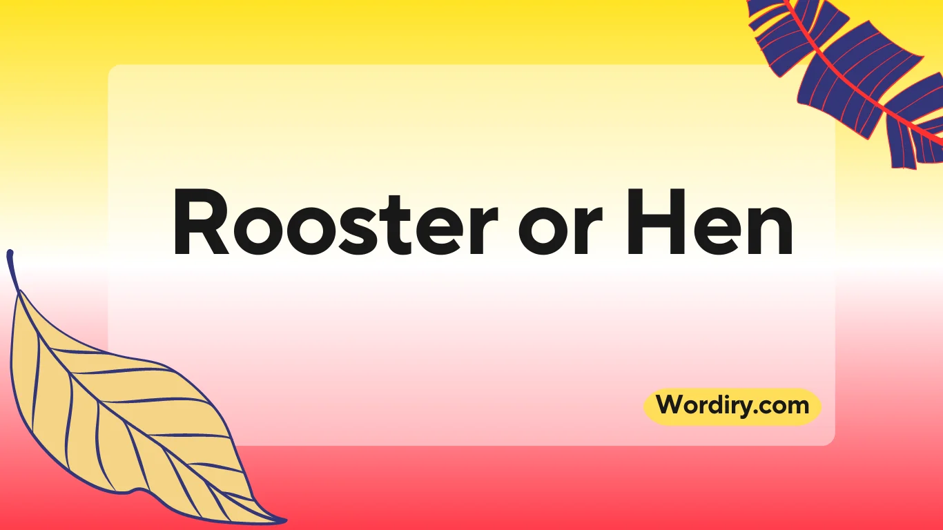 Rooster or Hen